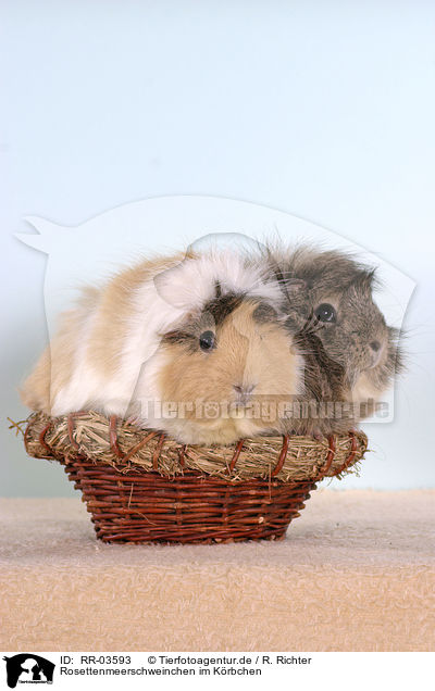 Rosettenmeerschweinchen im Krbchen / guinea pigs in the basket / RR-03593
