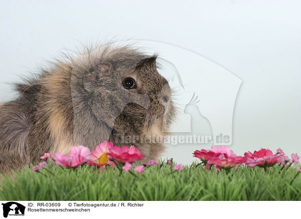 Rosettenmeerschweinchen / guinea pig / RR-03609