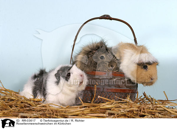 Rosettenmeerschweinchen im Krbchen / guinea pigs in the basket / RR-03617