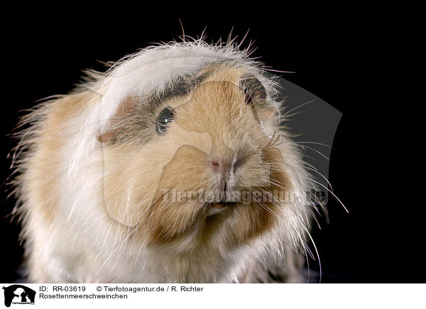 Rosettenmeerschweinchen / guinea pig / RR-03619