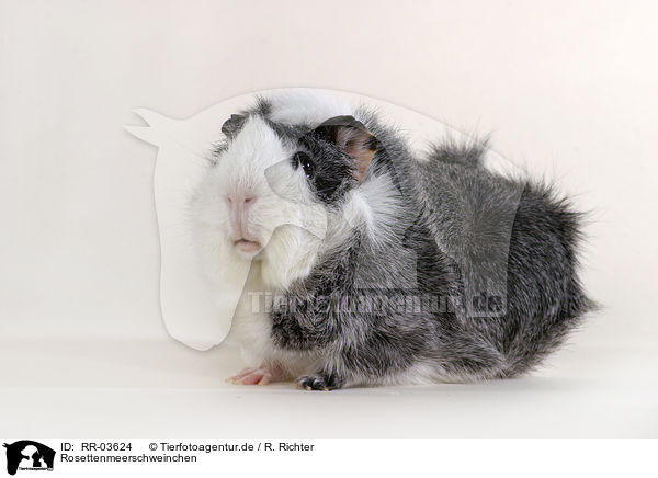 Rosettenmeerschweinchen / guinea pig / RR-03624