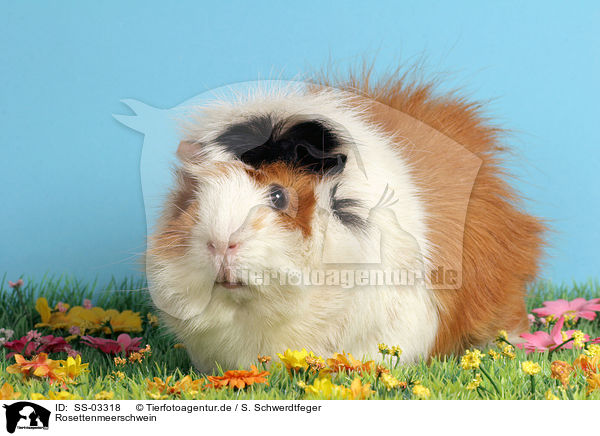 Rosettenmeerschwein / guinea pig / SS-03318