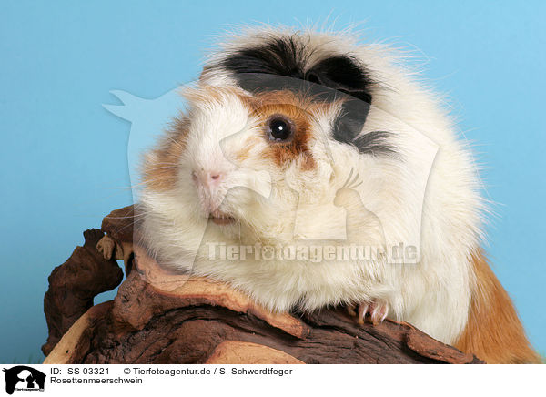 Rosettenmeerschwein / guinea pig / SS-03321