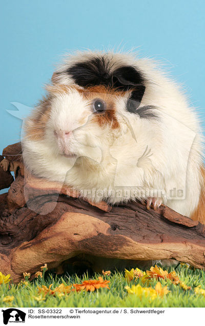 Rosettenmeerschwein / guinea pig / SS-03322