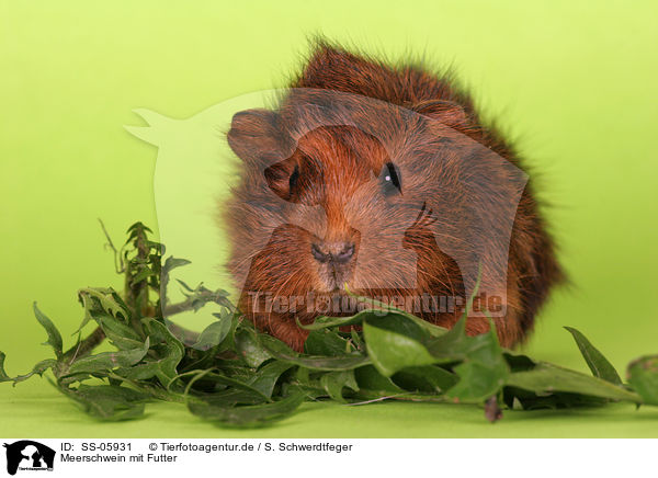 Meerschwein mit Futter / guinea pig with food / SS-05931