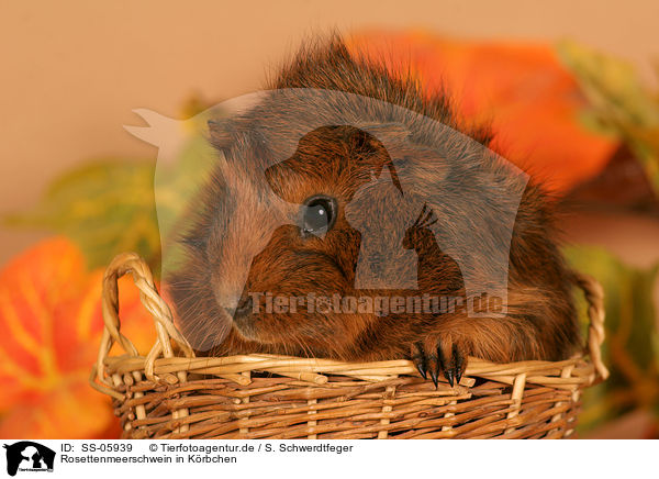 Rosettenmeerschwein in Krbchen / guinea pig in basket / SS-05939
