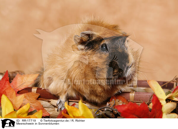 Meerschwein in Sonnenblumen / guinea pig in sun flowers / RR-17719