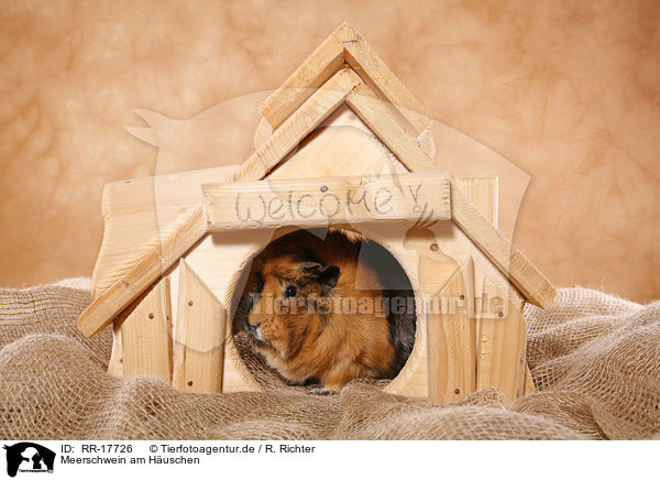 Meerschwein am Huschen / guinea pig with house / RR-17726