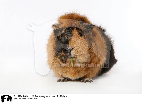 Rosettenmeerschwein / guinea pig / RR-17814