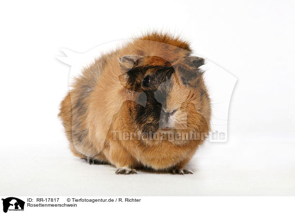 Rosettenmeerschwein / guinea pig / RR-17817
