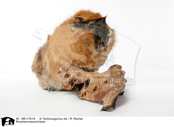 Rosettenmeerschwein / guinea pig / RR-17818
