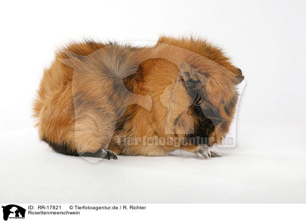 Rosettenmeerschwein / guinea pig / RR-17821