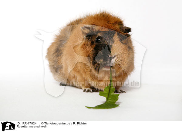 Rosettenmeerschwein / guinea pig / RR-17824