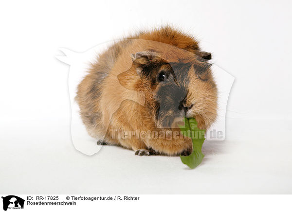 Rosettenmeerschwein / guinea pig / RR-17825