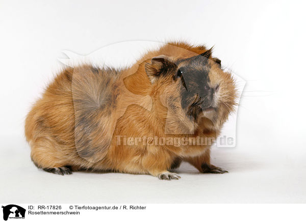 Rosettenmeerschwein / guinea pig / RR-17826