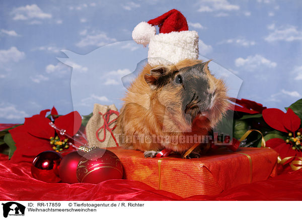 Weihnachtsmeerschweinchen / christmas guinea pig / RR-17859
