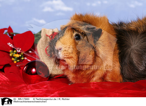 Weihnachtsmeerschweinchen / christmas guinea pig / RR-17860