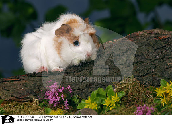 Rosettenmeerschwein Baby / rosette guinea pig baby / SS-14336