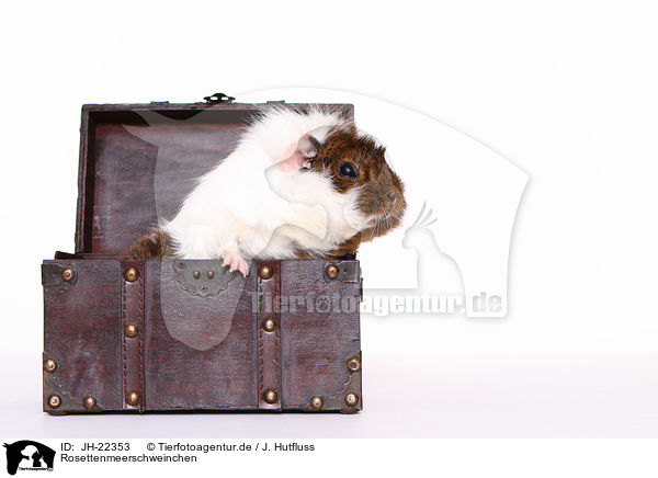 Rosettenmeerschweinchen / Abyssinian guinea pig / JH-22353
