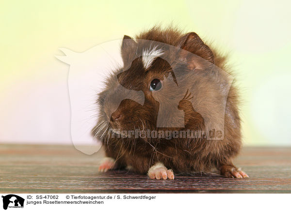 junges Rosettenmeerschweinchen / young abyssinian guinea pig / SS-47062