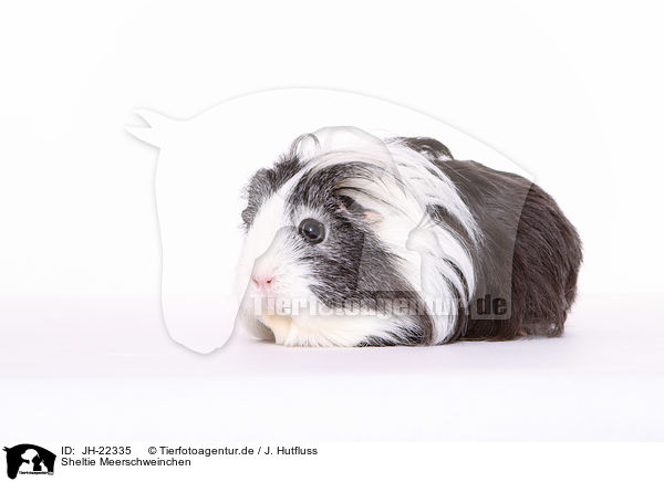 Sheltie Meerschweinchen / Sheltie Guinea Pig / JH-22335