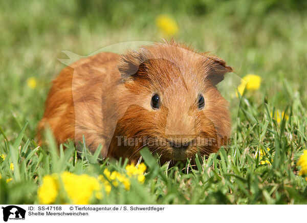 Sheltie Meerschweinchen / Sheltie guinea pig / SS-47168