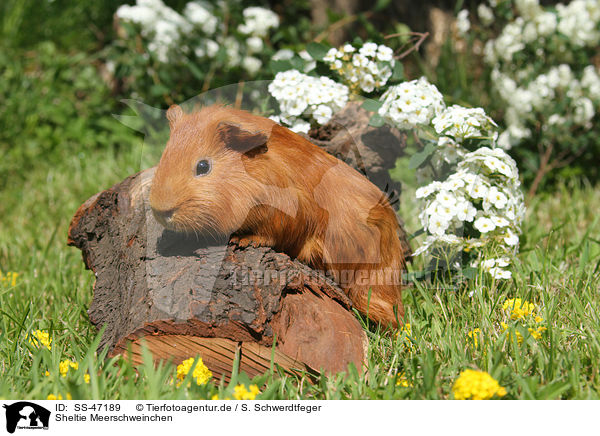 Sheltie Meerschweinchen / Sheltie guinea pig / SS-47189