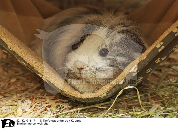 Sheltiemeerschweinchen / Sheltie Guinea Pig / KJ-01847