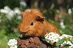 Sheltie Meerschweinchen