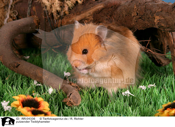 putzender Teddyhamster / cleaning hamster / RR-04336