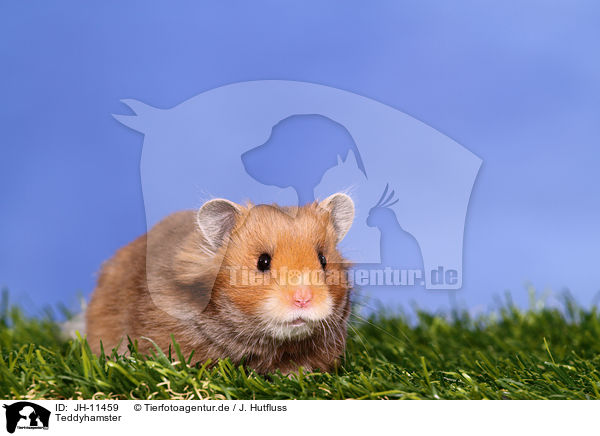 Teddyhamster / longhaired hamster / JH-11459