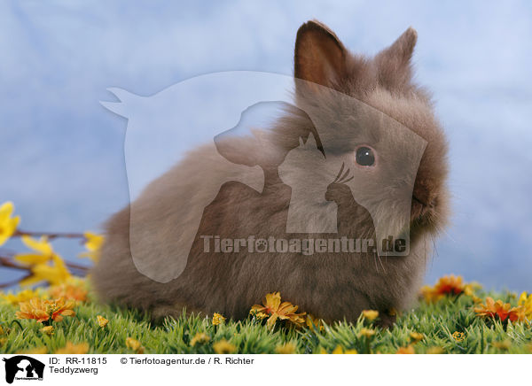 Teddyzwerg / pygmy bunny / RR-11815