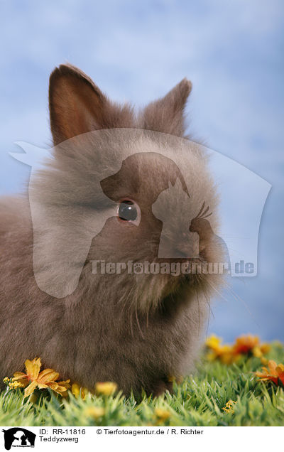 Teddyzwerg / pygmy bunny / RR-11816