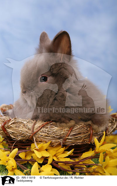 Teddyzwerg / pygmy bunny / RR-11819