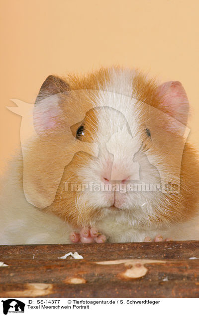 Texel Meerschwein Portrait / Texel guinea pig Portrait / SS-14377