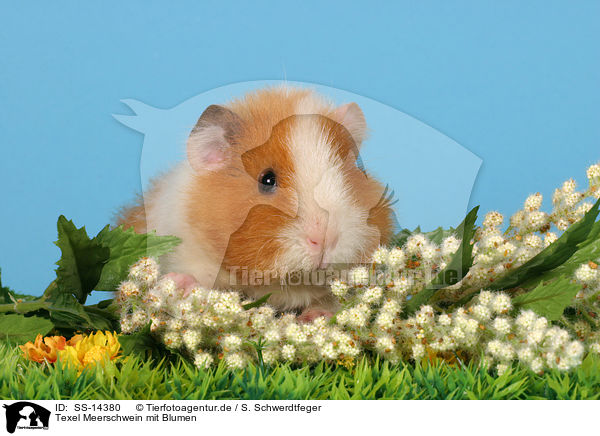Texel Meerschwein mit Blumen / Texel guinea pig with flowers / SS-14380