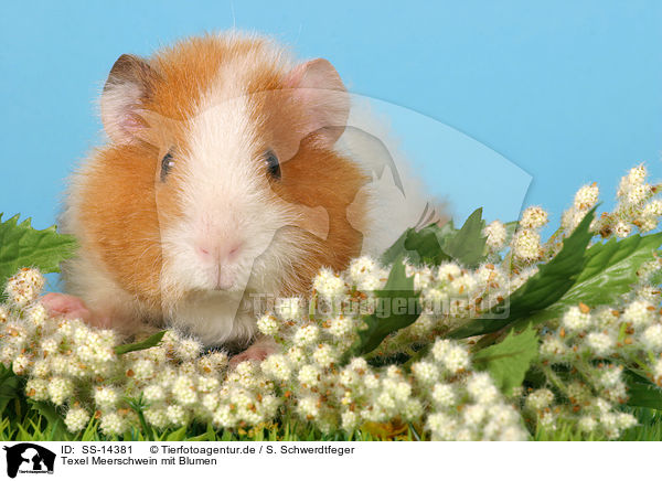 Texel Meerschwein mit Blumen / Texel guinea pig with flowers / SS-14381