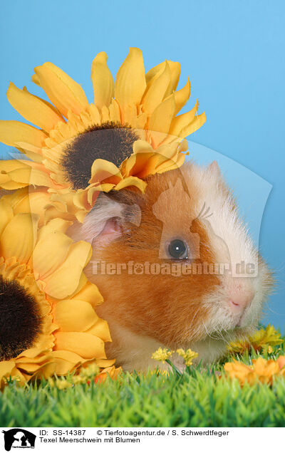 Texel Meerschwein mit Blumen / Texel guinea pig with flowers / SS-14387