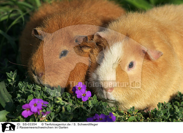 2 Rassemeerschweinchen im Garten / 2 guinea pigs in garden / SS-03354