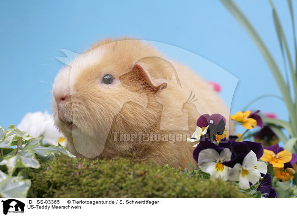 US-Teddy Meerschwein / us-teddy guinea pig / SS-03365