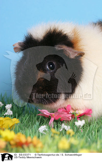 US-Teddy Meerschwein / us-teddy guinea pig / SS-03371