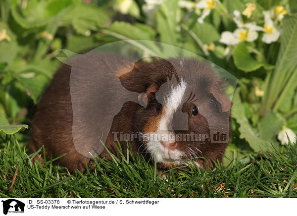 US-Teddy Meerschwein auf Wiese / us-teddy guinea pig in the meadow / SS-03378