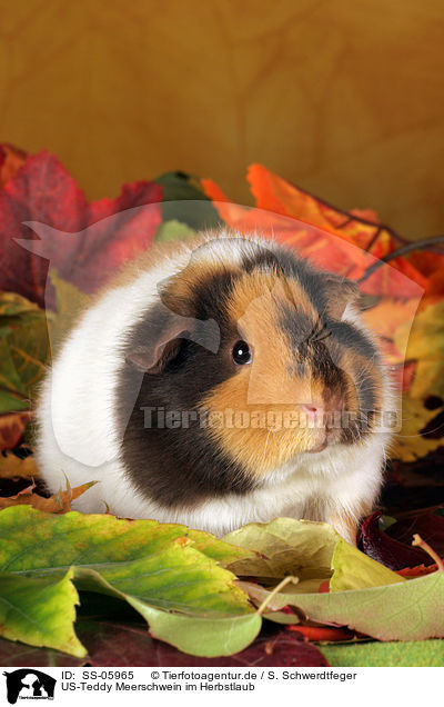 US-Teddy Meerschwein im Herbstlaub / US-Teddy guinea pig in autumn leaves / SS-05965