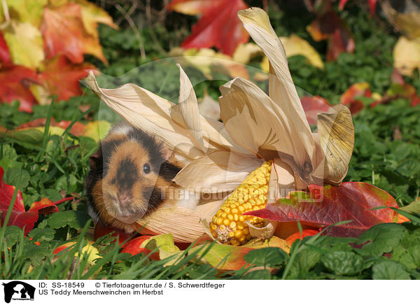 US Teddy Meerschweinchen im Herbst / US Teddy guinea pig in the autumn / SS-18549