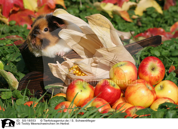 US Teddy Meerschweinchen im Herbst / US Teddy guinea pig in the autumn / SS-18553