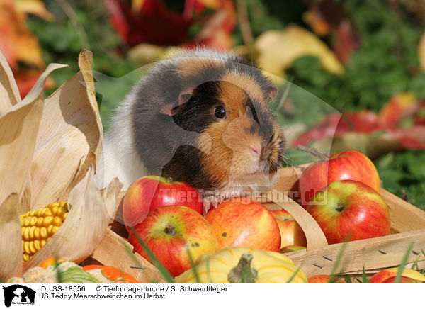 US Teddy Meerschweinchen im Herbst / US Teddy guinea pig in the autumn / SS-18556