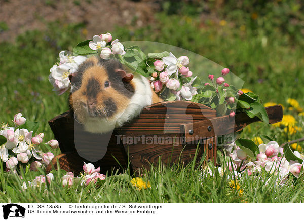 US Teddy Meerschweinchen auf der Wiese im Frhling / US Teddy guinea pig in the meadow in spring / SS-18585