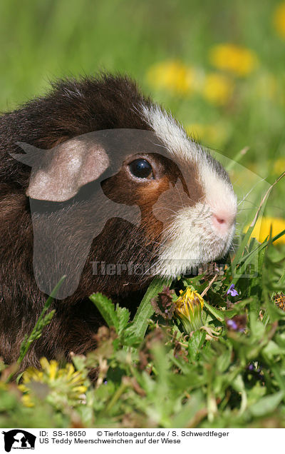 US Teddy Meerschweinchen auf der Wiese / US Teddy guinea pig / SS-18650