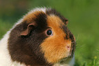 US Teddy Meerschweinchen Portrait