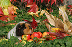 US Teddy Meerschweinchen im Herbst
